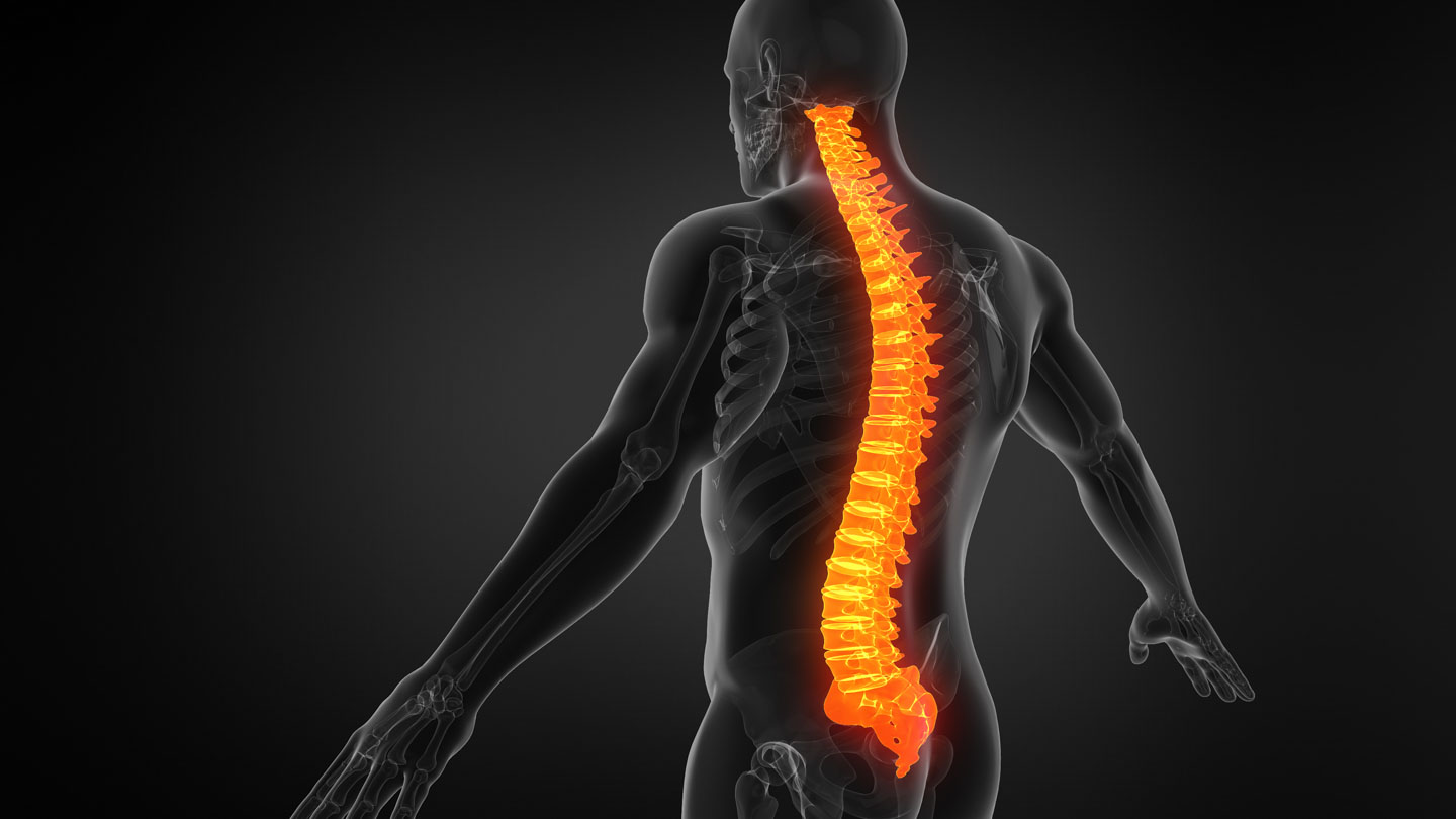 x-ray of skeleton highlighting the back